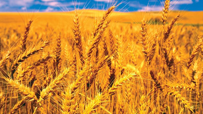گندم کی خریداری سےمتعلق نئی پالیسی تیار