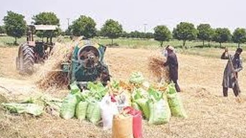 گندم کی مارکیٹنگ کے نظام میں حکومتی مداخلت روکنے کا اعلان