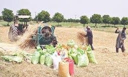 وفاقی حکومت گندم کی امدادی قیمت مقرر کرنے میں تاحال ٹال مٹول کی پالیسی پر گامزن