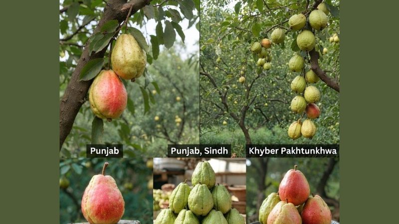 میٹھے اور رسیلے امرود کی فصل تیار