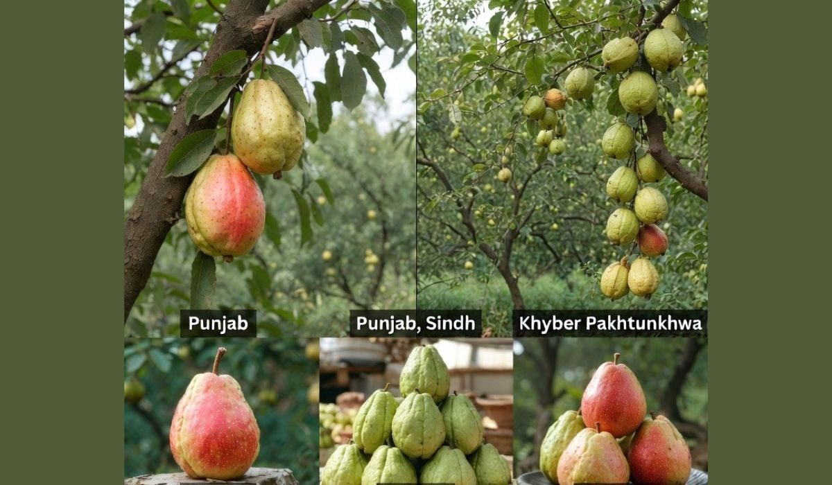 میٹھے اور رسیلے امرود کی فصل تیار