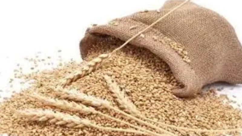 پنجاب میں گندم خریداری مہم کا آغاز