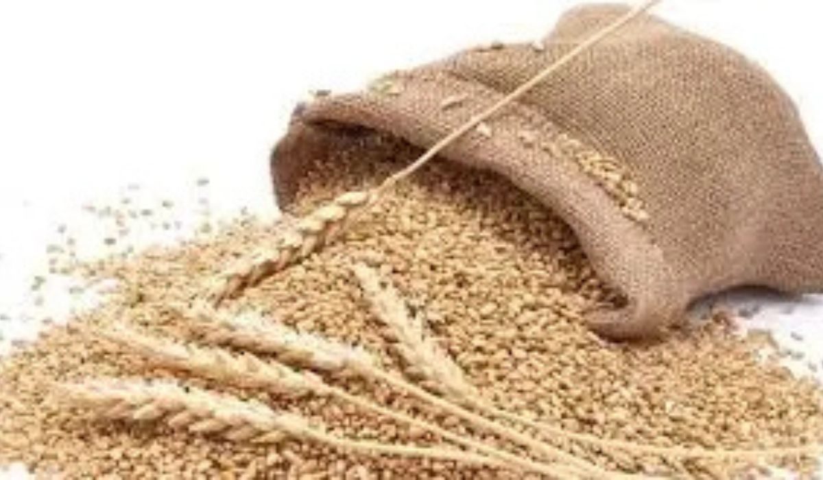 گندم بحران کا خدشہ، درآمد پر غور