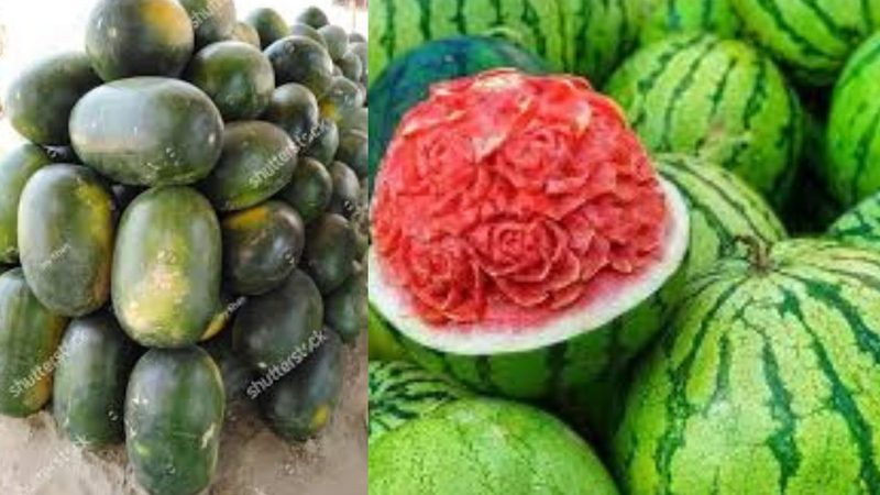 تربوز کی پیداوار، گرمی میں طلب میں اضافہ