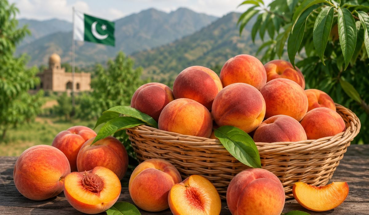 گرمیوں کا تحفہ: آڑو صحت اور تازگی کا خزانہ